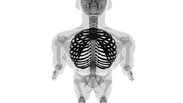 Mänskliga Skelett Anatomi Rib Cage Rendering För Medicinskt Koncept — Stockfoto