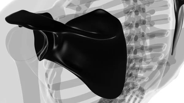 Anatomia Esqueleto Humano Escapula Osso Renderização Para Conceito Médico — Fotografia de Stock