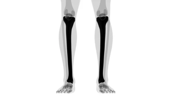 Anatomia Umana Dello Scheletro Tibia Bone Rendering Concetto Medico — Foto Stock