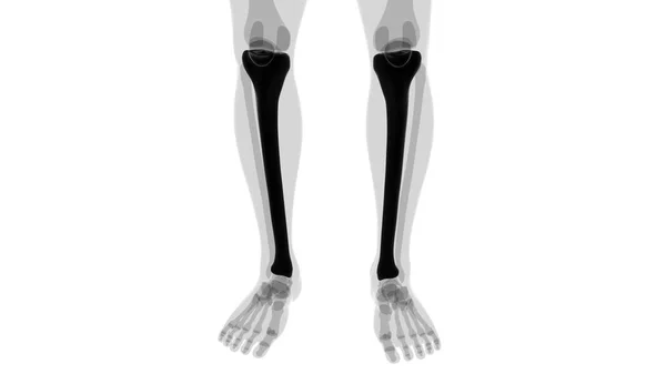 Human Skeleton Anatomy Tibia Bone Rendering Medical Concept — Stock Photo, Image