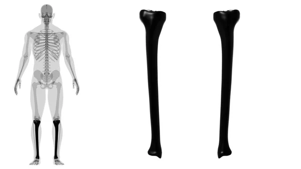 Anatomia Esqueleto Humano Tibia Bone Rendering Para Conceito Médico — Fotografia de Stock