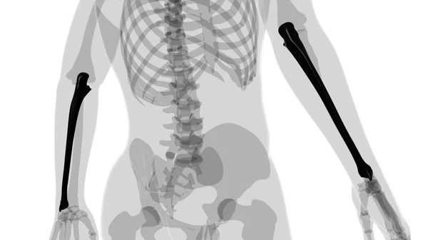 Анатомія Людського Скелета Ulna Bone Рендерингу Медичної Концепції — стокове фото