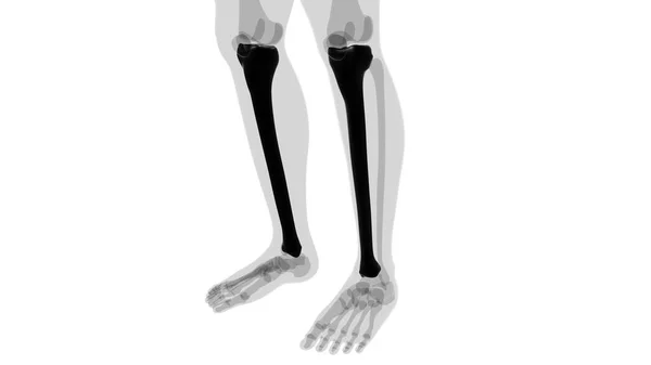 Anatomie Van Het Menselijk Skelet Tibia Bone Rendering Medical Concept — Stockfoto