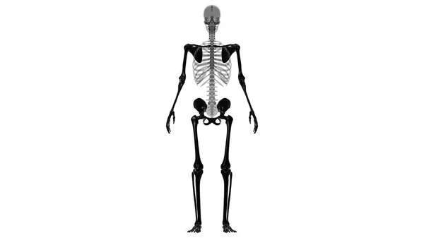 Anatomie Des Menschlichen Blinddarmskeletts Illustration — Stockfoto