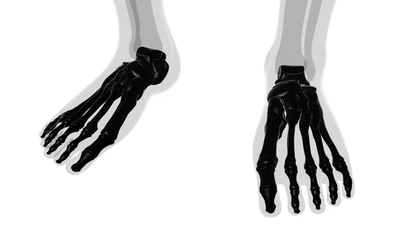 Анатомия Стоп Человеческих Скелетов Медицинской Концепции Иллюстрация — стоковое фото