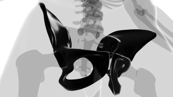 人間の骨格ヒップや骨盤骨の解剖学的構造 3Dイラスト — ストック写真