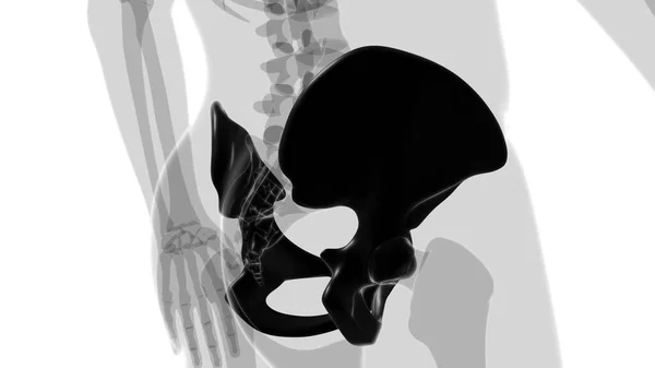 Human Skeleton Hip Pelvic Bone Anatomy Medical Concept Illustration — Stock Photo, Image