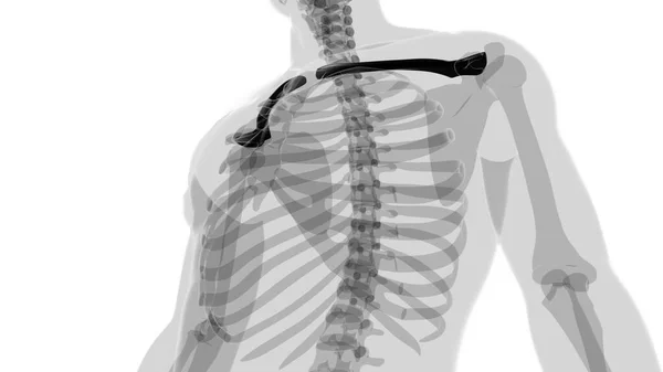 Mänskliga Skelett Anatomi Clavicle Ben Rendering För Medicinskt Koncept — Stockfoto