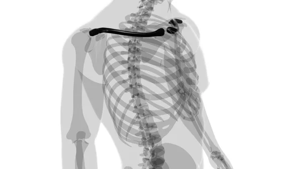 Анатомія Людського Скелета Кістки Клавіш Рендерингу Медичної Концепції — стокове фото