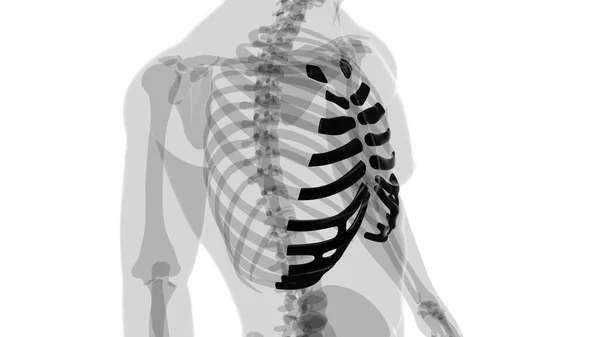 Emberi Csontváz Anatómia Costal Porc Renderelés Orvosi Koncepció — Stock Fotó