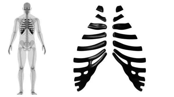 人体骨骼解剖学 软骨三维绘制医学概念 — 图库照片