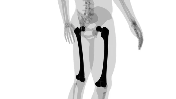 Menselijke Skelet Anatomie Femur Bone Rendering Voor Medisch Concept — Stockfoto