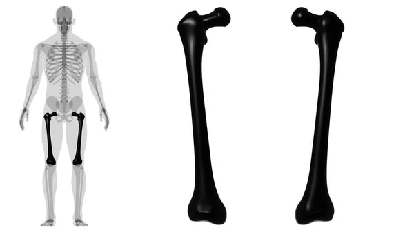 Mänskligt Skelett Anatomi Femur Bone Rendering För Medicinskt Koncept — Stockfoto