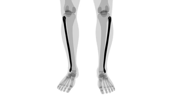 人骨解剖学 Fibula Bone 3DレンダリングFor Medical Concept — ストック写真