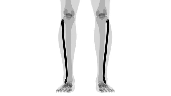 用于医学概念的人体骨骼解剖学菲布骨3D绘制 — 图库照片