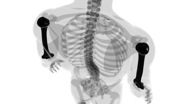 Анатомия человеческого скелета Humerus Bone 3D рендеринг для медицинской концепции