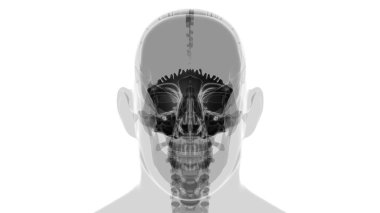 İnsan iskeleti Kafatası Oksipital Kemik Anatomisi Tıbbi Konsept 3 boyutlu İllüstrasyon