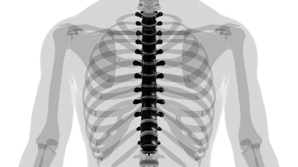 Human Skeleton Vertebral Columns Thoracic Vertebrae Anatomy Illustration — стокове фото