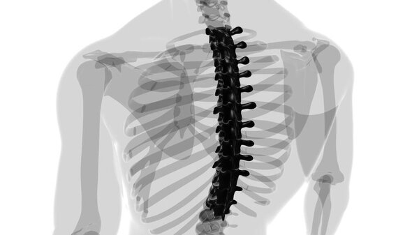 Человеческий скелет Позвоночник Торакальные позвонки Анатомия 3D Иллюстрация