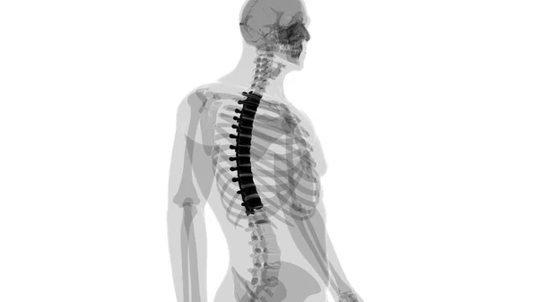 Emberi Csontváz Gerincoszlop Mellkasi Csigolyák Anatómia Illusztráció — Stock Fotó