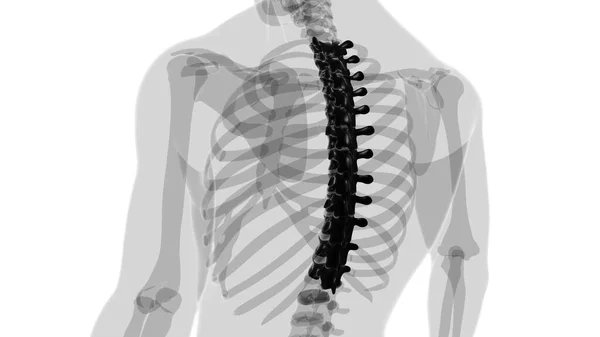 人間の骨格椎骨列 ソラシック椎骨解剖学3Dイラスト — ストック写真