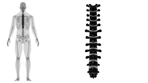 Human Skeleton Vertebral Columns Thoracic Vertebrae Anatomy Illustration — стокове фото