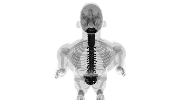 Human Skeleton Vertebral Columns Vertebrae Anatomy Illustration — стокове фото