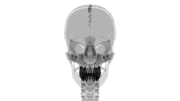 Ανθρώπινη Ανατομία Δοντιών Τρισδιάστατη Απεικόνιση Για Ιατρική Έννοια — Φωτογραφία Αρχείου