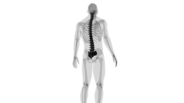 Human Skeleton Vertebral Column Vertebrae Anatomy Illustration — 스톡 사진