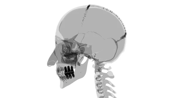 Анатомия Зубов Человека Иллюстрация Медицинской Концепции — стоковое фото