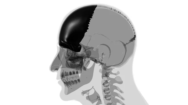 Menselijke Skelet Schedel Frontale Botanatomie Voor Medisch Concept Illustratie — Stockfoto