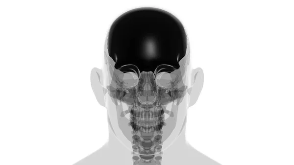 Людський Скелетний Череп Фронтальна Кістка Анатомія Медичної Концепції Ілюстрація — стокове фото