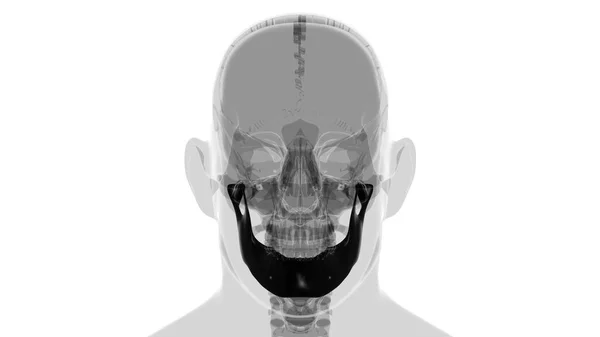 Human Skeleton Skull Mandible Bone Anatomy Medical Concept Illustration — Stock fotografie