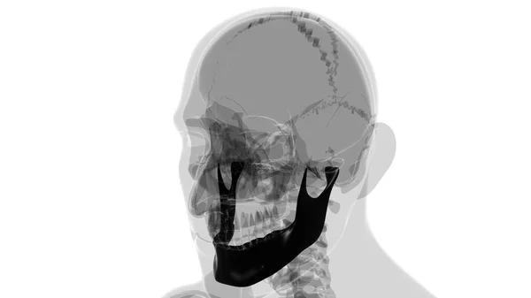 人体骨格頭蓋骨 医学的概念のための骨解剖学3Dイラスト — ストック写真