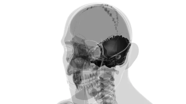 人类骷髅枕骨解剖应用于医学概念3D展示 — 图库照片