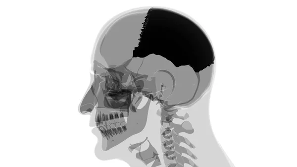 人体骨格頭蓋骨 3Dイラスト 医学の概念のためのパリタル骨解剖学 — ストック写真