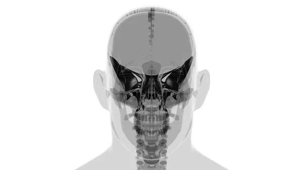 Human Skeleton Skull Sphenoid Bone Anatomy Medical Concept Illustration — Stock Photo, Image