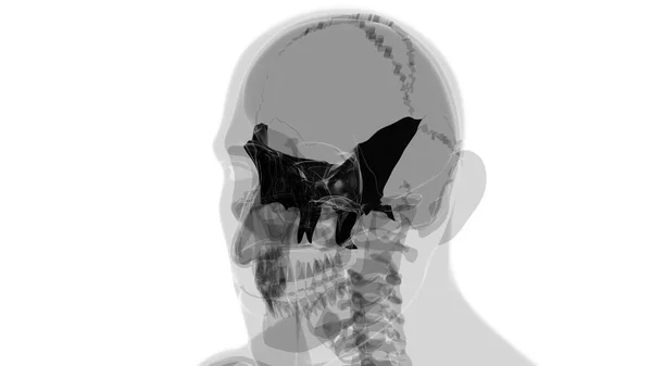 Emberi Csontváz Skull Sphenoid Bone Anatómia Orvosi Koncepció Illusztráció — Stock Fotó