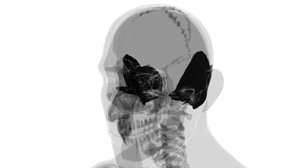 人体骨格頭蓋骨 3Dイラスト 医学的概念のための骨解剖学 — ストック写真