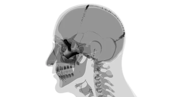 Människans Skelett Skalle Zygomatisk Ben Anatomi För Medicinska Begreppet Illustration — Stockfoto