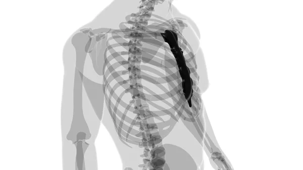 Människa Skelett Sternum Ben Anatomi För Medicinska Begreppet Illustration — Stockfoto