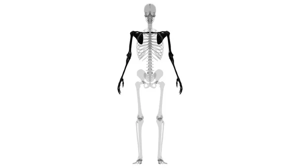 人間のスケルトン上手足の解剖学3Dイラスト — ストック写真