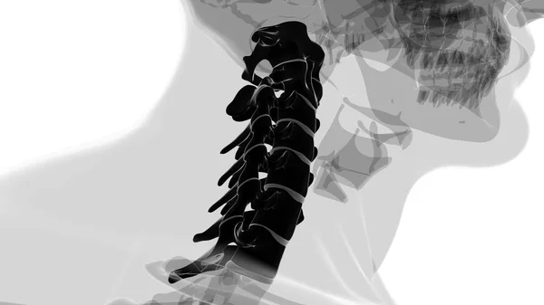 Human Skeleton Vertebral Column Cervical Vertebrae Anatomy Illustration — Stock Photo, Image