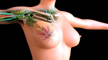 Tıbbi Konsept 3D İllüstrasyon için Kadın Lenf Nodları ve Meme Bezi Anatomisi
