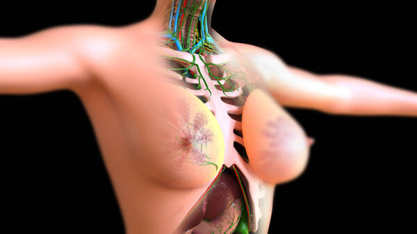 Женские лимфоузлы и молочные железы Анатомия для медицинской концепции 3D иллюстрация