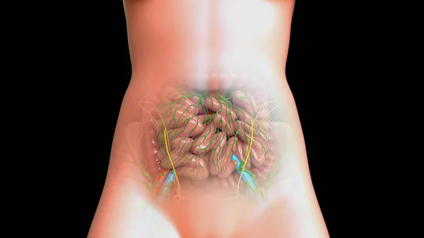 Anatomía Femenina Del Sistema Digestivo Humano Ilustración Del Intestino Delgado — Foto de Stock