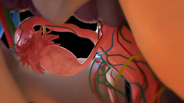 Anatomia Del Sistema Riproduttivo Femminile Utero Concetto Medico Illustrazione — Foto Stock
