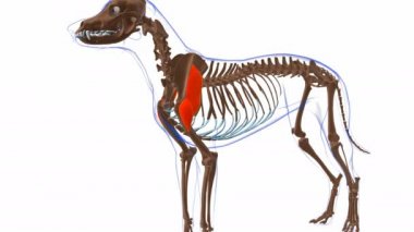 Deltoideus Kas Kas Kas Anatomisi Tıbbi Konsept 3 boyutlu animasyon
