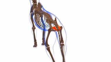 Coccygeus kas Kas Kas Anatomisi Tıbbi Konsept 3 boyutlu animasyon