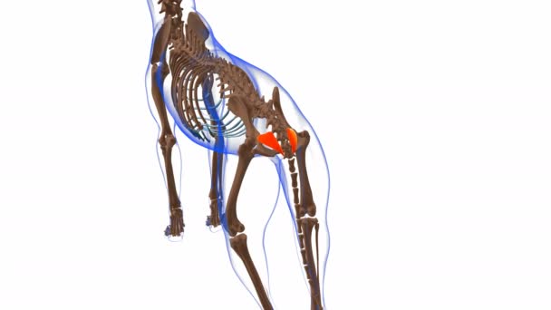 Coccygeus肌肉狗肌肉解剖应用于医学概念3D动画 — 图库视频影像